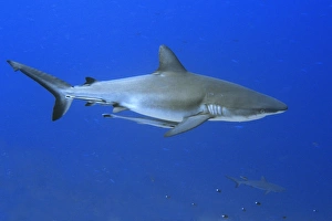 Grey reef shark, Carcharhinus amblyrhynchos, with remora, Echeneis naucrates, Blue corner Grey reef shark, Carcharhinus amblyrhynchos, with remora, Echeneis naucrates, Blue corner