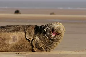 Single Collection: Grey Seal, Halichoerus grypus, adult male lying on beach yawning. Donna Nook, Lincolnshire, UK. (RR)
