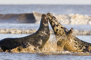 Grey Seal (Halichoerus grypus) male and female in sea, female so far rejecting males Grey Seal (Halichoerus grypus) male and female in sea, female so far rejecting males