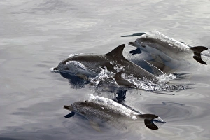 Group of Atlantic spotted dolphins surfacing (Stenella frontalis) Azores, Portugal (RR) Group of Atlantic spotted dolphins surfacing (Stenella frontalis) Azores, Portugal (RR)