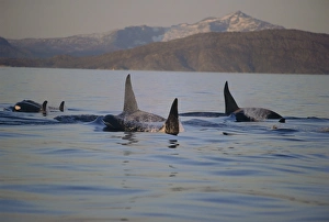 Group of Killer whales (Orcinus orca), including three adult males Group of Killer whales (Orcinus orca), including three adult males