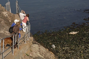 Group of people watching seals, Martins Haven, Marloes, Pembrokeshire, Wales, UK, Europe Group of people watching seals, Martins Haven, Marloes, Pembrokeshire, Wales, UK, Europe
