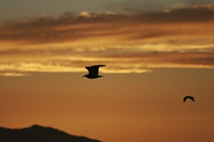 Gulls flying at sunset in the Gulf of California (Sea of Cortez), Mexico Gulls flying at sunset in the Gulf of California (Sea of Cortez), Mexico