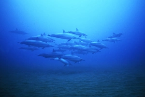 Hawaiian Spinner Dolphin (Stenella longirostris) pod underwater off Lanai in Hawaii, USA. Pacific Ocean Hawaiian Spinner Dolphin (Stenella longirostris) pod underwater off Lanai in Hawaii, USA. Pacific Ocean