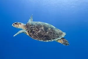 Images Dated 8th January 2006: Hawksbill Sea Turtle (Eretmochelys imbricate) Swimming, Coastal reef, Sinai Penninsula, Red Sea