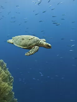 Hawksbill turtle (Eretmochelys imbricata). Shark Observatory, Ras Mohamed National Park, Sharm El Sheikh, South Sinai