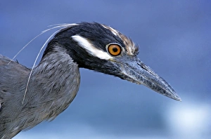 Head of adult yellow-crowned night heron. (Nyctanassa violacea) Head of adult yellow-crowned night heron. (Nyctanassa violacea)