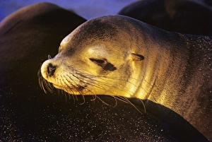 Head of female Galapagos sea lion resting on others back with late sunlight. (Zalophus californianus wollbaeki) Head of female Galapagos sea lion resting on others back with late sunlight. (Zalophus californianus wollbaeki)