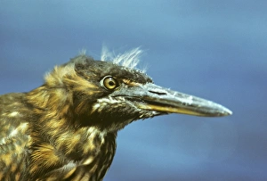 Head of juvenile lava heron. (Butorides sundevalli). Punta Espinosa, Fernandina Island Head of juvenile lava heron. (Butorides sundevalli). Punta Espinosa, Fernandina Island
