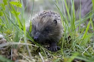 Hedgehog (Erinaceus europaeus) walking in grass Hedgehog (Erinaceus europaeus) walking in grass. Argyll, Scotland