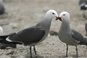 Heermanns Gull (Larus heermanni) mating ritual on their breeding grounds on Isla Rasa in Heermanns Gull (Larus heermanni) mating ritual on their breeding grounds on Isla Rasa in