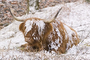 A Highland cow in Glen Nevis in the snow in Scotland A Highland cow in Glen Nevis in the snow in Scotland