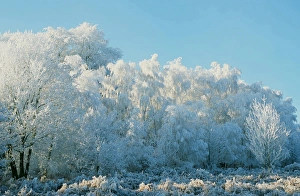 Hoare frost on trees on the Beacon near Loughborough Leicestershire UK Hoare frost on trees on the Beacon near Loughborough Leicestershire UK