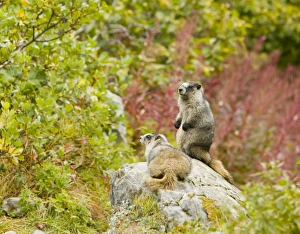 A Hoary Marmot in the Kenai Fjords National Park in Alaska A Hoary Marmot in the Kenai Fjords National Park in Alaska