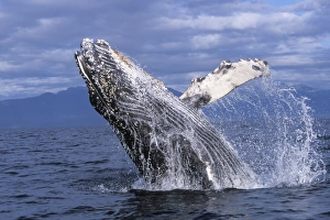 Humpback Whale calf (Megaptera novaeangliae) breaching in Chatham Strait Humpback Whale calf (Megaptera novaeangliae) breaching in Chatham Strait