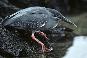 Hunched adult striated heron on waters edge. (Butorides striatus) Hunched adult striated heron on waters edge. (Butorides striatus)