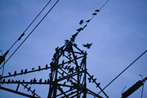 Jackdaws and Rooks lined up on a electricity pylon, prior to roosting, Ulverston, Cumbria, UK Jackdaws and Rooks lined up on a electricity pylon, prior to roosting, Ulverston, Cumbria, UK