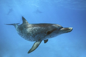 Juvenile Atlantic Spotted Dolphin (Stenella frontalis) underwater on the Little Bahama Juvenile Atlantic Spotted Dolphin (Stenella frontalis) underwater on the Little Bahama