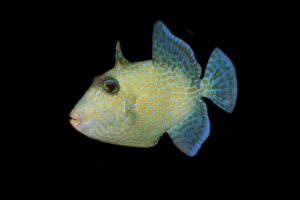 Juvenile blue triggerfish, Pseudobalistes fuscus, Rongelap, Marshall Islands, Micronesia Juvenile blue triggerfish, Pseudobalistes fuscus, Rongelap, Marshall Islands, Micronesia