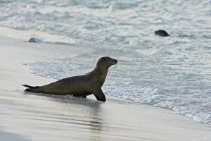 Juvenile Galapagos sea lion (Zalophus wollebaeki) playing in the surf zone at Gardner Bay on Espanola Island in Juvenile Galapagos sea lion (Zalophus wollebaeki) playing in the surf zone at Gardner Bay on Espanola Island in