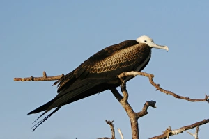 Juvenile great frigate bird (Fregata minor) nesting and breeding site on North Seymour Juvenile great frigate bird (Fregata minor) nesting and breeding site on North Seymour