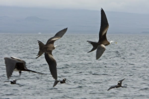 Juvenile great frigate birds (Fregata minor) vie for food on nesting Juvenile great frigate birds (Fregata minor) vie for food on nesting