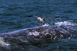 Juvenile gull landing on the back of a California Gray Whale (Eschrichtius robustus Juvenile gull landing on the back of a California Gray Whale (Eschrichtius robustus