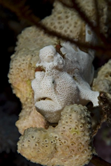 Juvenile Warty frogfish (Antennarius maculatus), perfectly camouflaged on a sponge Juvenile Warty frogfish (Antennarius maculatus), perfectly camouflaged on a sponge