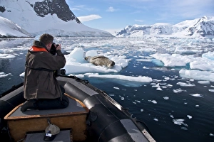 kayaking with a leopard seal near Danco Island, Antarctica kayaking with a leopard seal near Danco Island, Antarctica