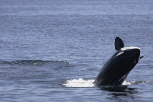Killer whale, Orcinus orca, breaching Monterey, California, USA (RR) Killer whale, Orcinus orca, breaching Monterey, California, USA (RR)