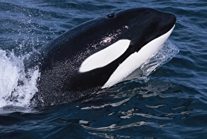 Killer whale (Orcinus orca) surfacing at speed, with eye visible under white eye patch Killer whale (Orcinus orca) surfacing at speed, with eye visible under white eye patch
