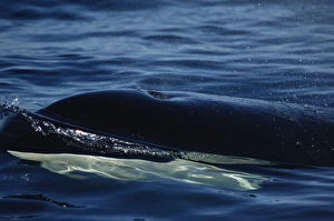 Killer whale about to surface (Orcinus orca) Monterey Bay, California, USA Killer whale about to surface (Orcinus orca) Monterey Bay, California, USA