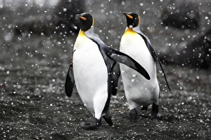 King Penguin pair (Aptenodytes patagonicus) walking on beach in snowstorm on South Georgia Island King Penguin pair (Aptenodytes patagonicus) walking on beach in snowstorm on South Georgia Island