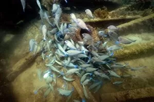 Large aggregation of doctorfish, Acanthurus chirurgus, Greek shipwreck, Fernando de Noronha, Pernambuco