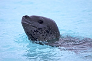 A large, curious, female leopard seal (Hydrurga leptonyx A large, curious, female leopard seal (Hydrurga leptonyx