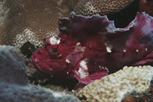Leaf fish (Taenianotus triacanthus) purple/pink member of scorpeonfish family showing much detail, Mabul, Borneo Leaf fish (Taenianotus triacanthus) purple/pink member of scorpeonfish family showing much detail, Mabul, Borneo