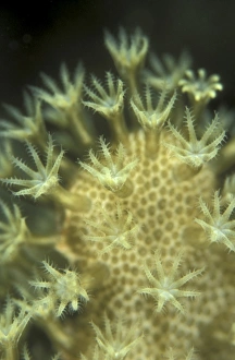 Leather Coral Polyps (Sarcophyton sp) each extending its 8 arms to try catching plankton Leather Coral Polyps (Sarcophyton sp) each extending its 8 arms to try catching plankton