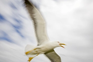 A Lesser Black Backed Gull attacking an intruder near its nest at Europes largest Gull Colony of Herring A Lesser Black Backed Gull attacking an intruder near its nest at Europes largest Gull Colony of Herring