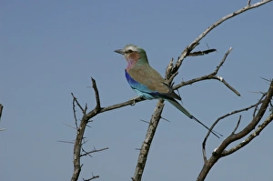 Lilac Breasted Roller. Etosha National Park, Namibia Lilac Breasted Roller. Etosha National Park, Namibia
