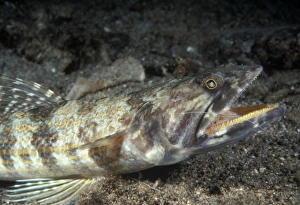 Lizardfish (Synodus variagatus). Indo Pacific Lizardfish (Synodus variagatus). Indo Pacific