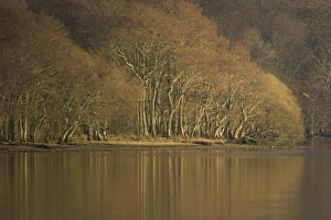 Loch Awe late autumn with reflections of trees in water. Argyll, Scotland Loch Awe late autumn with reflections of trees in water. Argyll, Scotland