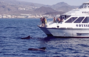 Logging Short-finned pilot whales ( Globicephala macrorhynchus Logging Short-finned pilot whales ( Globicephala macrorhynchus