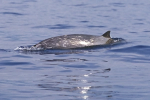 A lone adult male Blainvilles Beaked Whale (Mesoplodon densirostris A lone adult male Blainvilles Beaked Whale (Mesoplodon densirostris