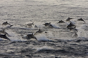 Long-beaked Common Dolphin pod (Delphinus capensis) encountered off Isla Espiritu Santo in the southern Gulf of Long-beaked Common Dolphin pod (Delphinus capensis) encountered off Isla Espiritu Santo in the southern Gulf of