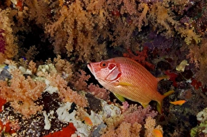 Long Jawed Squirrelfish (Sargocentron spiniferum), orange soft coral background Long Jawed Squirrelfish (Sargocentron spiniferum), orange soft coral background