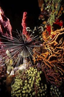 Long Spined Sea Urchin (Diadema antillarum), set amidst various colourful sponges Long Spined Sea Urchin (Diadema antillarum), set amidst various colourful sponges