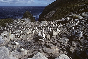 Looking down rocky nesting area of rockhopper penguins and black-browed albatross Looking down rocky nesting area of rockhopper penguins and black-browed albatross