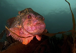 Lumpsucker (Cyclopterus lumpus). Male in breeding colours, swimming amongst seaweed Lumpsucker (Cyclopterus lumpus). Male in breeding colours, swimming amongst seaweed