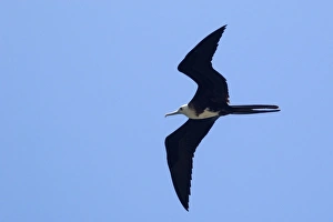 Magnificent frigate bird, Fregata magnificens, flying, Fernando de Noronha, Pernambuco Magnificent frigate bird, Fregata magnificens, flying, Fernando de Noronha, Pernambuco