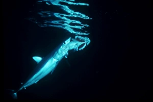Mako Shark (Isurus oxyrinchus) feeding on Grouper. Night diving encounter Mako Shark (Isurus oxyrinchus) feeding on Grouper. Night diving encounter